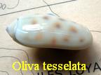 Oliva tesselata, Lamarck 1811